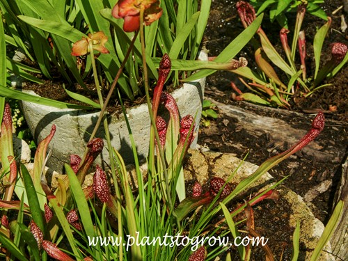 Sarracenia leucophylla x purpurea